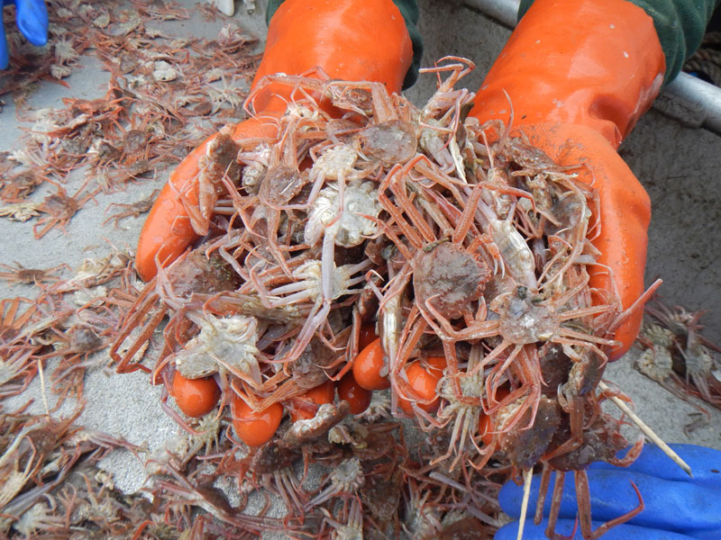 Commercial Shellfish Management – Crab Stock Assessment Support