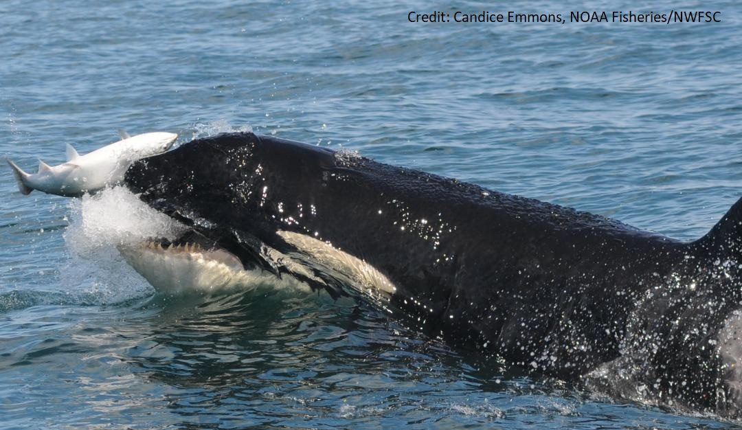 NRC and Collaborators Publish Extraordinary Article on Biennial Pattern of Birth and Mortality Observed in Critically Endangered Southern Resident Killer Whales